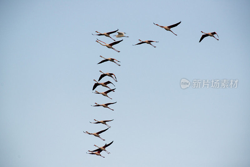 粉红色的火烈鸟(Phoenicopterus roseus)在飞翔